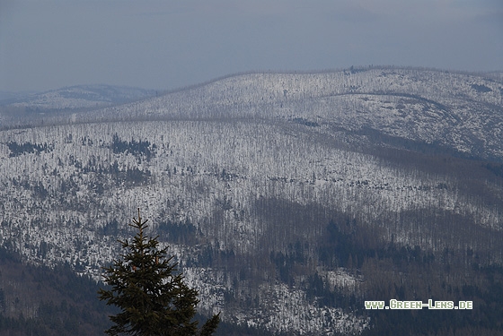 Waldsterben - Copyright Christian Gelpke