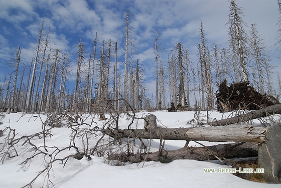 Waldsterben - Copyright Christian Gelpke