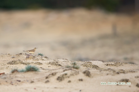 Brachpieper - Copyright Mathias Putze