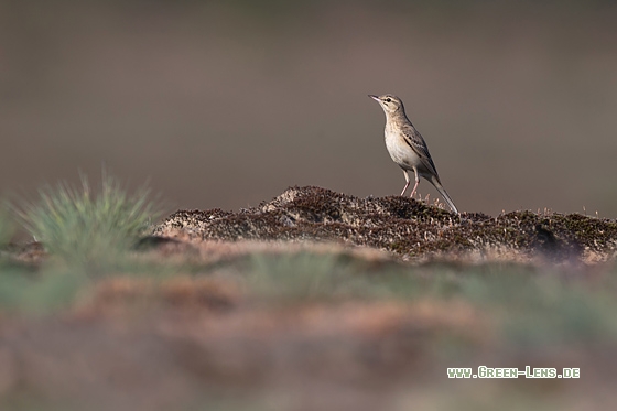 Brachpieper - Copyright Mathias Putze