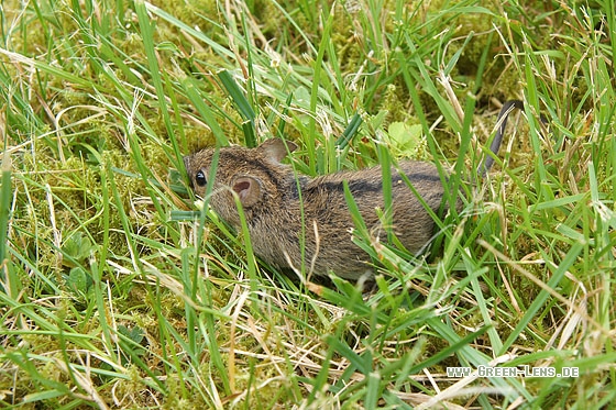 Brandmaus - Copyright Stefan Pfützke