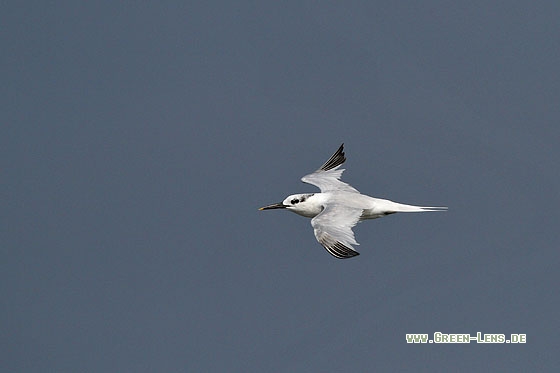 Brandseeschwalbe - Copyright Stefan Pfützke