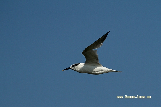 Brandseeschwalbe - Copyright Stefan Pfützke