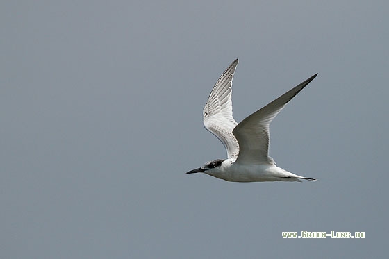 Brandseeschwalbe - Copyright Stefan Pfützke