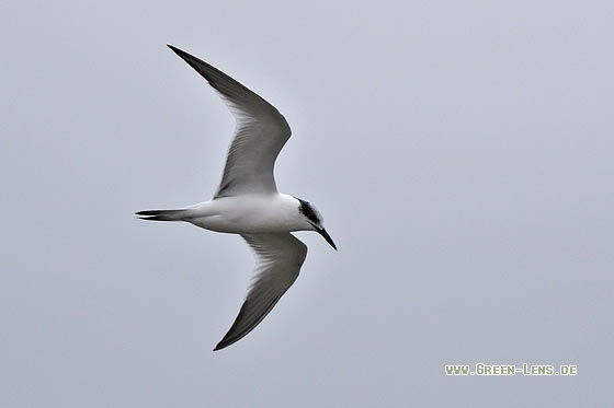 Brandseeschwalbe - Copyright Stefan Pfützke