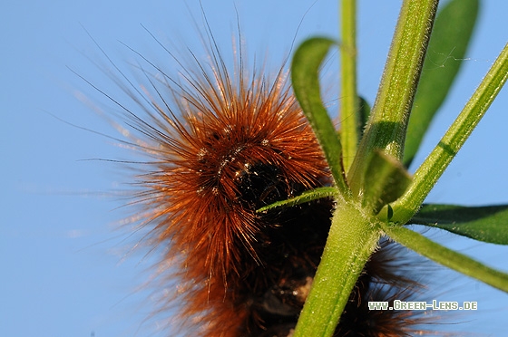 Brauner Bär - Copyright Christian Gelpke