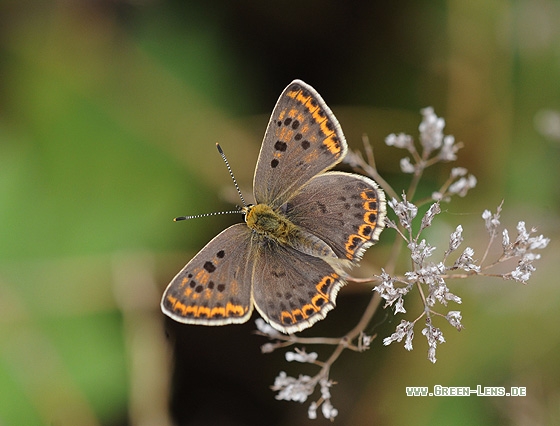 Brauner Feuerfalter - Copyright Christian Gelpke