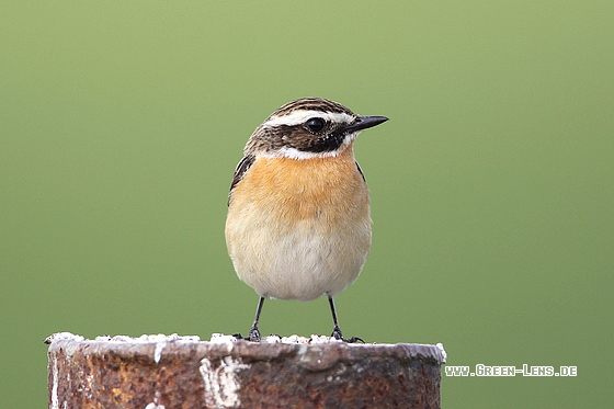 Braunkehlchen - Copyright Stefan Pfützke
