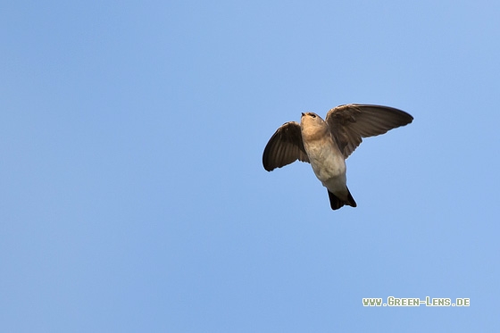 Braunkehl-Uferschwalbe - Copyright Mathias Putze