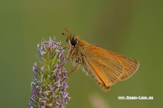 Braunkolbiger-Dickkopffalter - Copyright Christian Gelpke