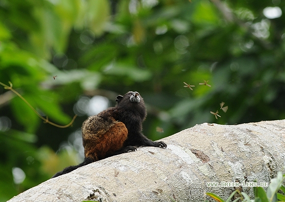Braunrückentamarin - Copyright Christian Gelpke