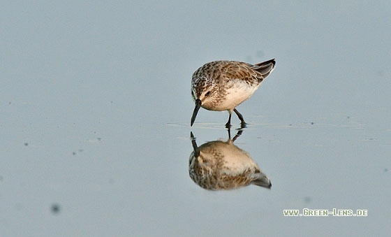 Sumpfläufer - Copyright 