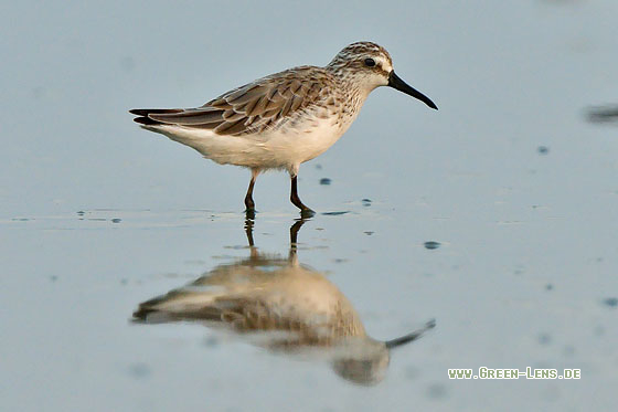 Sumpfläufer - Copyright 