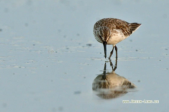 Sumpfläufer - Copyright 