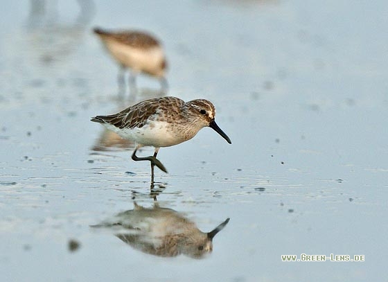 Sumpfläufer - Copyright 