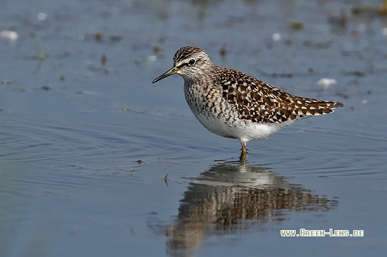 Bruchwasserläufer - Copyright Stefan Pfützke