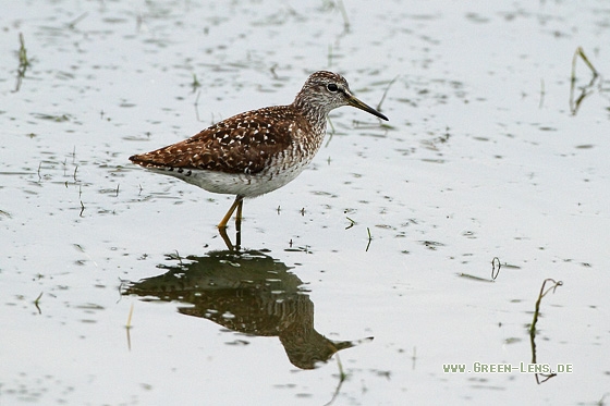 Bruchwasserläufer - Copyright Stefan Pfützke