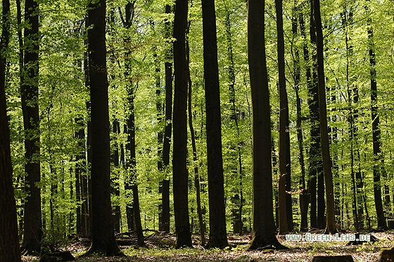 Buchenwald - Copyright Christian Gelpke