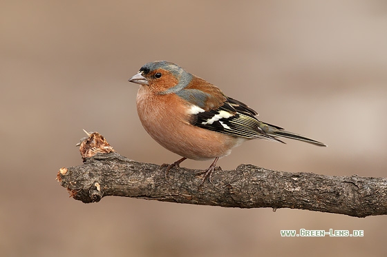 Buchfink - Copyright Stefan Pfützke