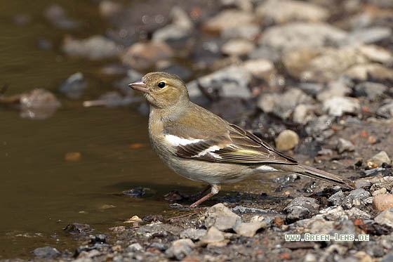Buchfink - Copyright Stefan Pfützke