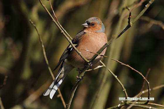 Buchfink - Copyright Stefan Pfützke