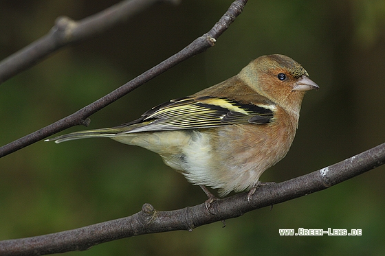 Buchfink - Copyright Stefan Pfützke