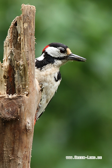Buntspecht - Copyright Stefan Pfützke