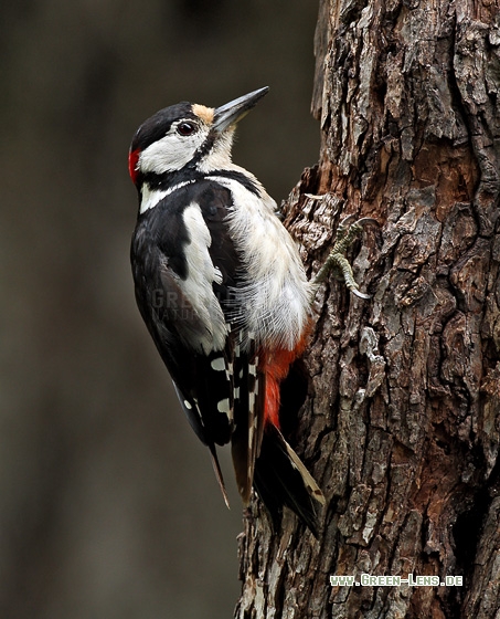 Buntspecht - Copyright Stefan Pfützke