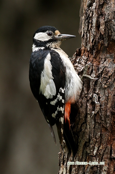 Buntspecht - Copyright Stefan Pfützke