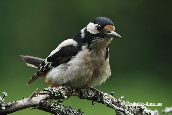 Buntspecht - Copyright Stefan Pfützke