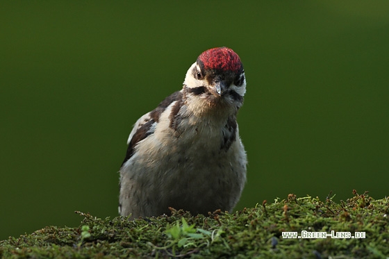 Buntspecht - Copyright Stefan Pfützke