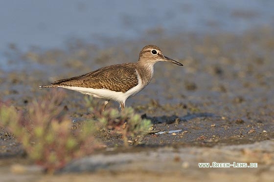 Flussuferläufer - Copyright 