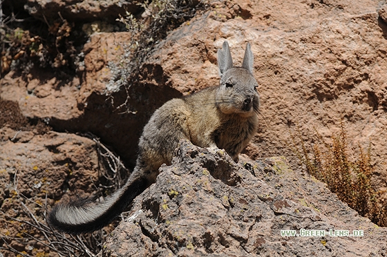 Cuvier - Hasenmaus - Copyright Christian Gelpke