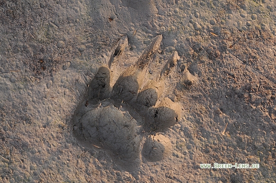 Dachs - Copyright Christian Gelpke