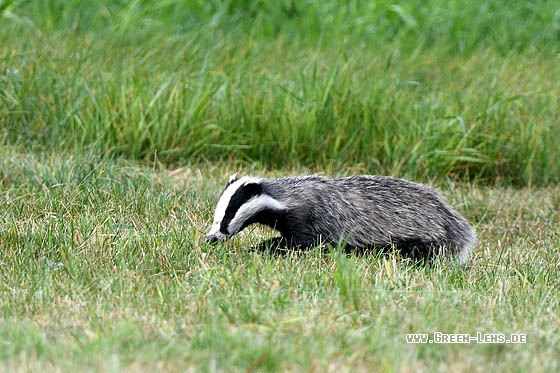 Dachs - Copyright Stefan Pfützke