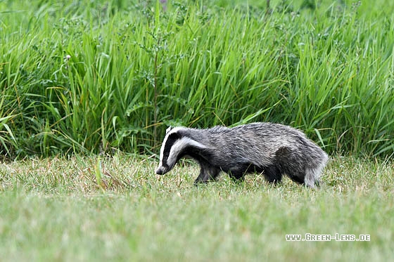 Dachs - Copyright Stefan Pfützke