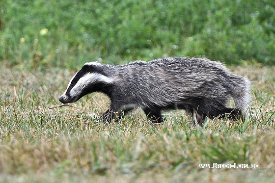 Dachs - Copyright Stefan Pfützke