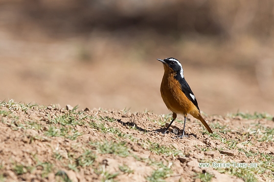 Diademrotschwanz - Copyright Mathias Putze