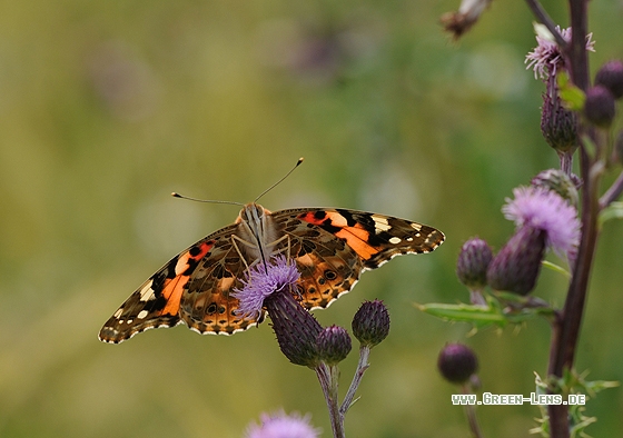 Distelfalter - Copyright Christian Gelpke