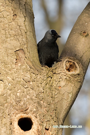 Dohle - Copyright Mathias Putze