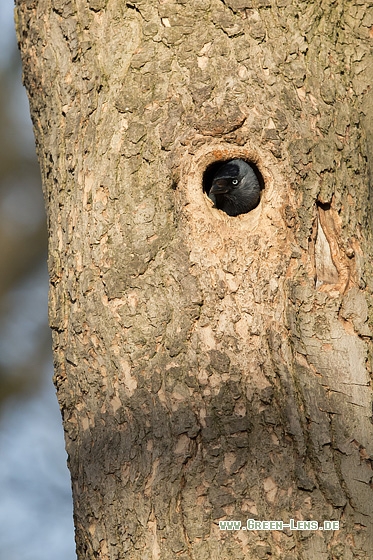 Dohle - Copyright Mathias Putze