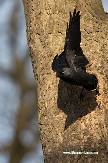 Dohle - Copyright Mathias Putze