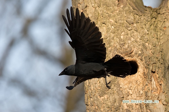 Dohle - Copyright Mathias Putze