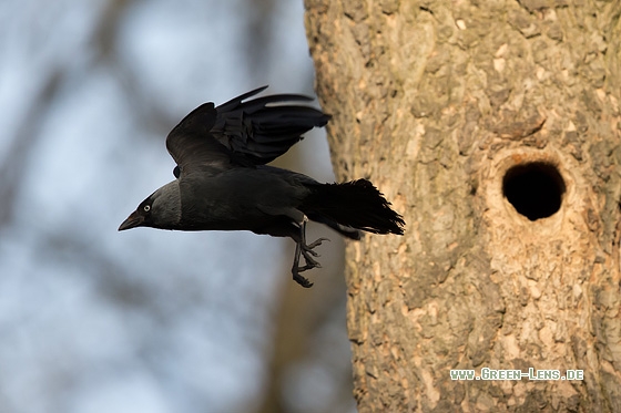 Dohle - Copyright Mathias Putze