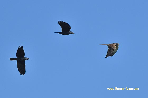 Turmfalke - Copyright 