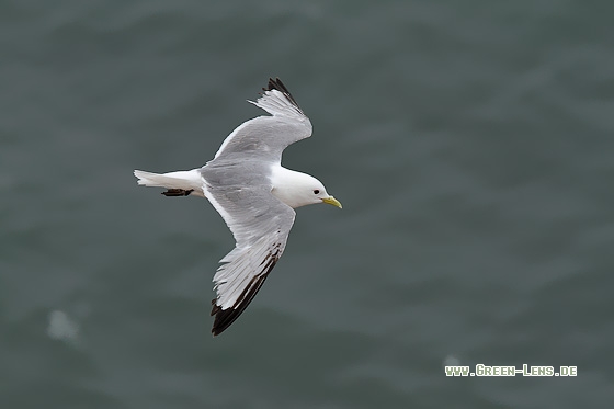 Dreizehenmöwe - Copyright Stefan Pfützke