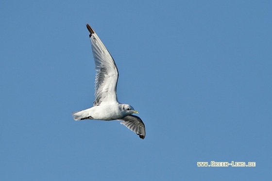 Dreizehenmöwe - Copyright Stefan Pfützke