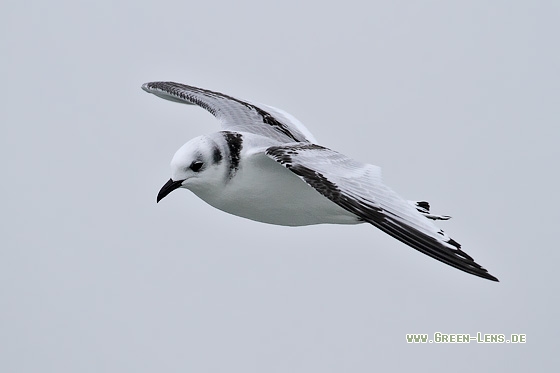 Dreizehenmöwe - Copyright Stefan Pfützke