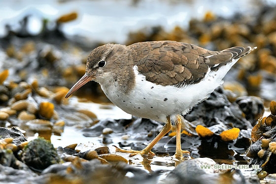 Drosseluferläufer - Copyright Stefan Pfützke