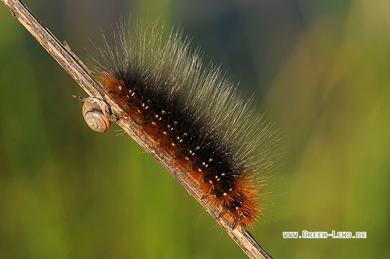 Brauner Bär - Copyright Christian Gelpke